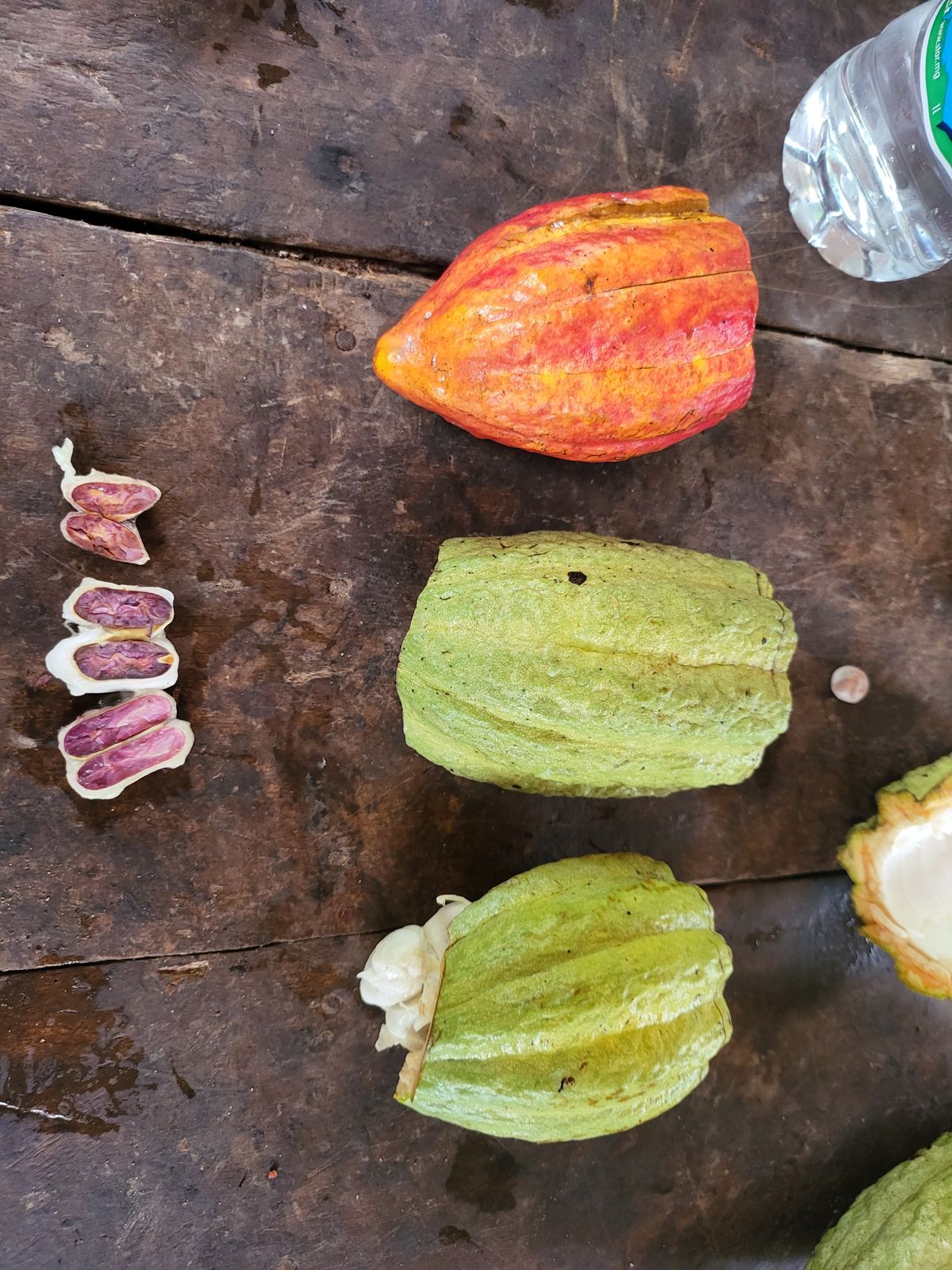 Cabosses et fèves coupées montrant leur intérieur violet