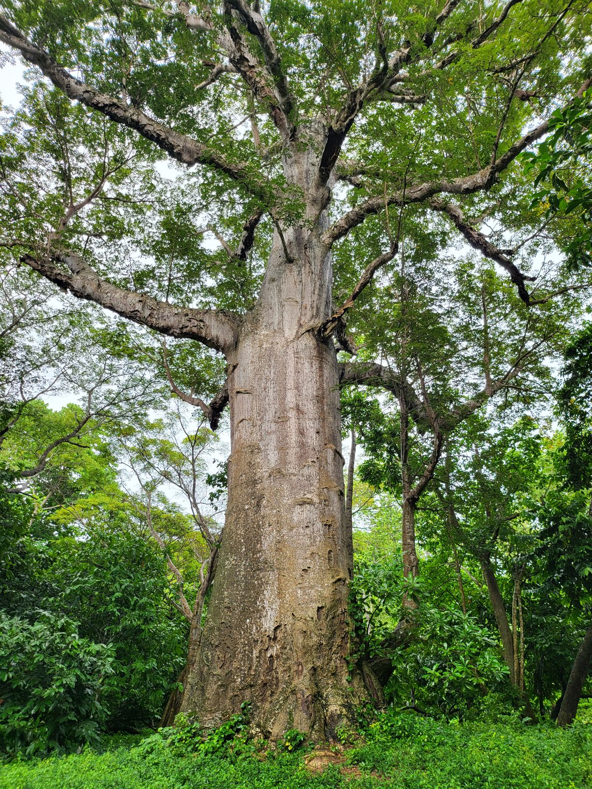 Un grand arbre d'ombrage au-dessus des cacaoyers de la plantation
