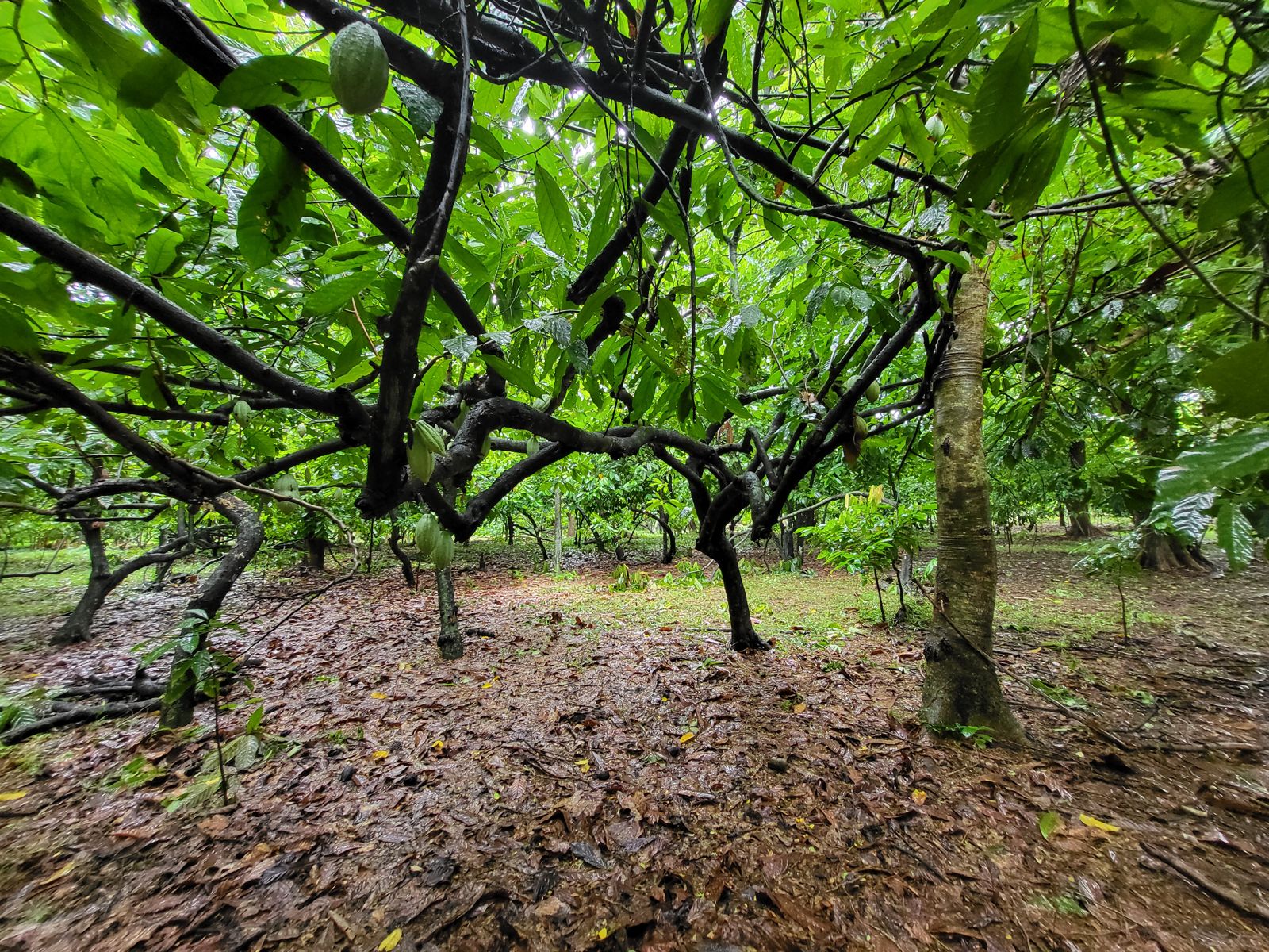 Sous-bois de cacaoyers dans la plantation