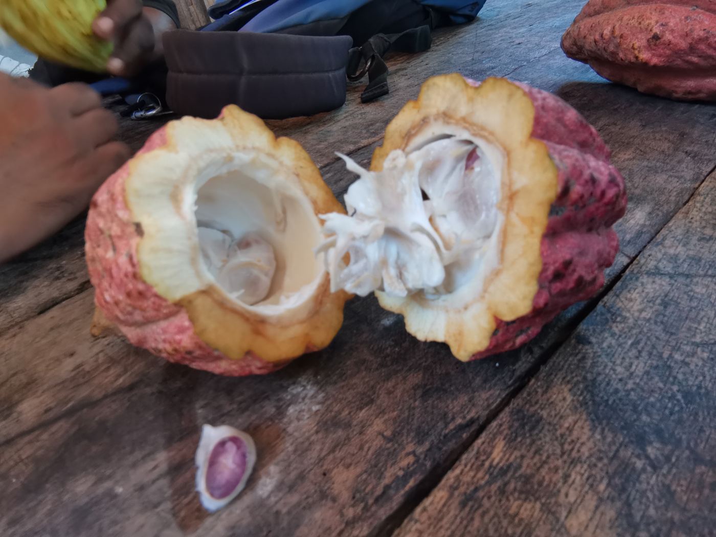 Cabosse de Criollo ouverte avec une fève coupée aux reflets violets