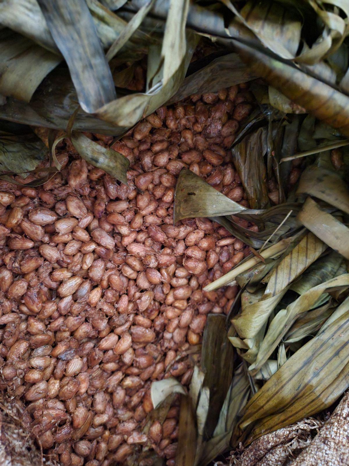 Fèves de cacao en fermentation sous des feuilles de bananier
