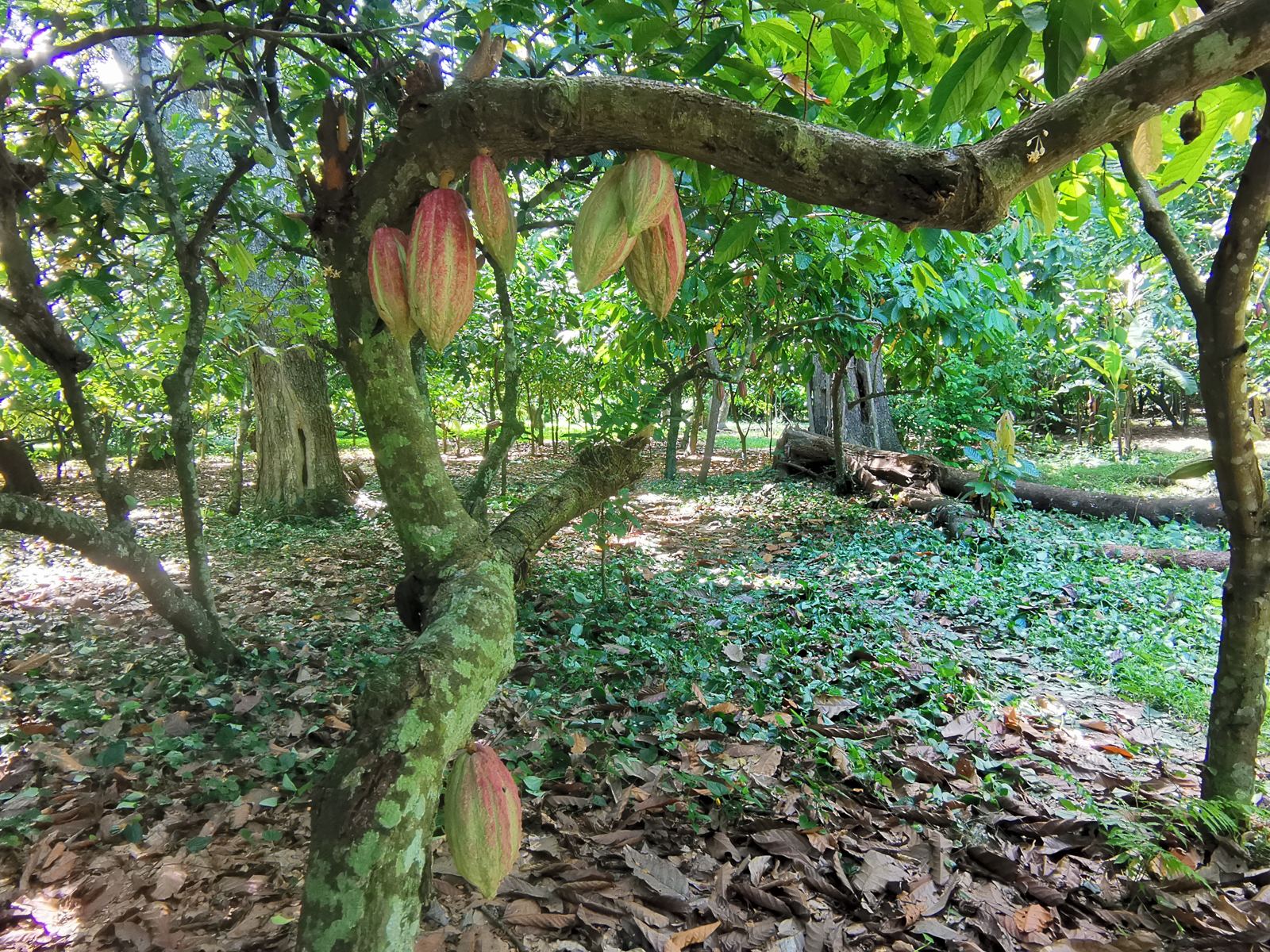 Cacaoyers chargés de cabosses
