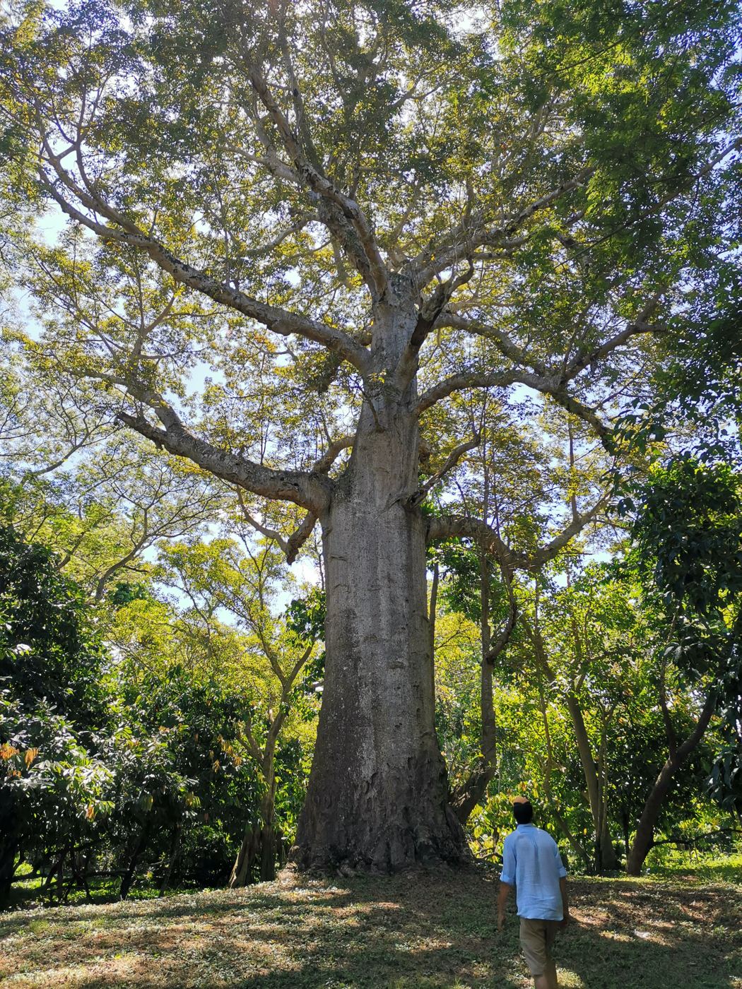 Un grand arbre de la plantation