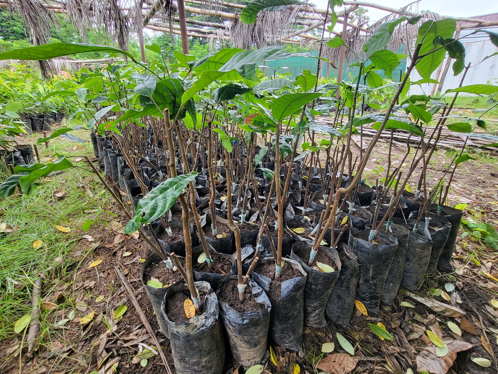 Jeunes plants de cacaoyers greffés en pépinière