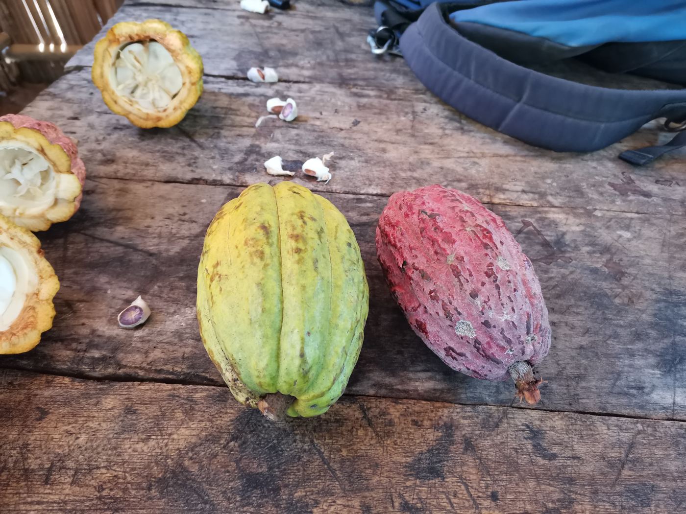 Deux cabosses de cacao, une jaune-verte et une rouge