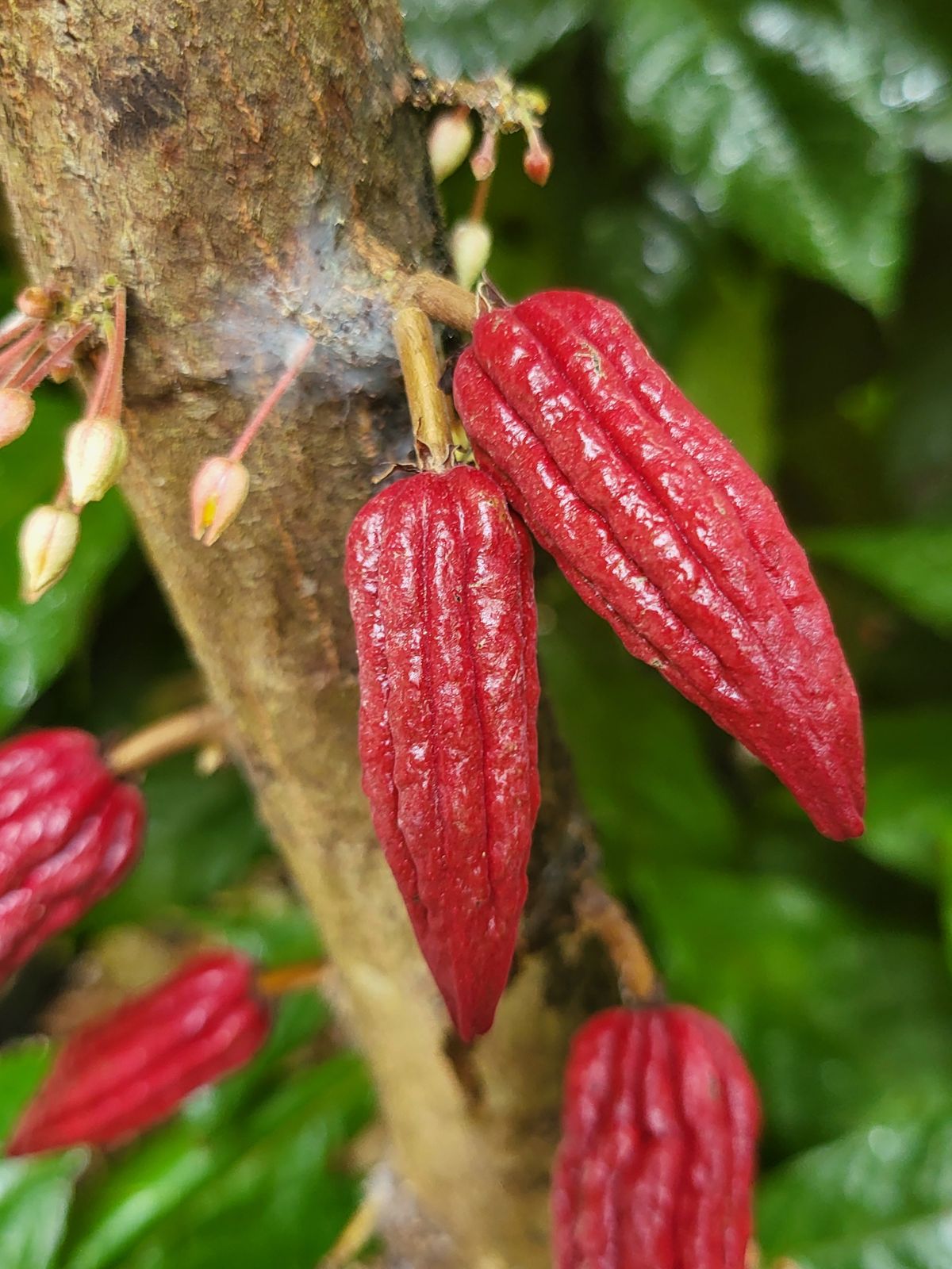 Jeunes cabosses rouges et fleurs de cacao sur le tronc